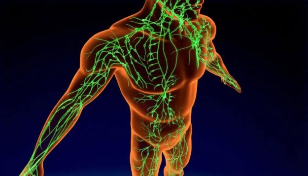 Lymphatic system with vessels and nodes