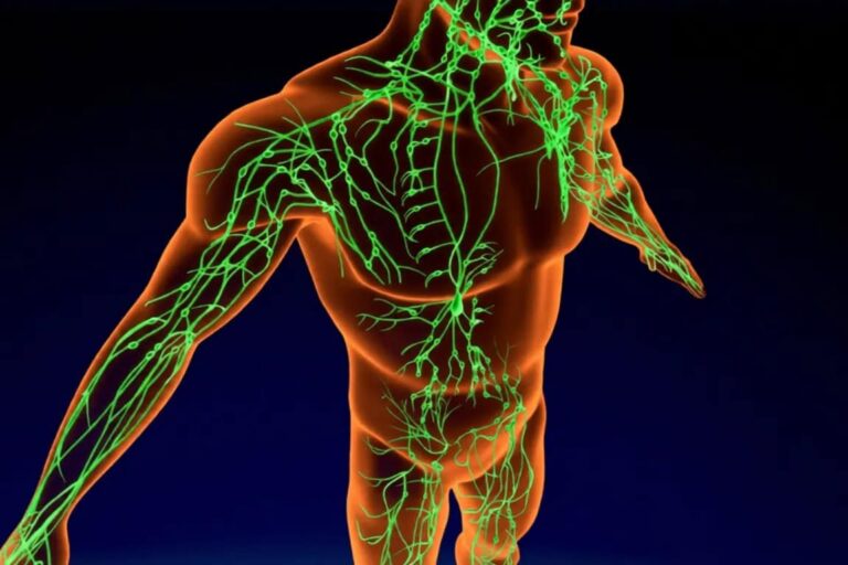 lymphatic system with nodes & vessels Lymphatic system with vessels and nodes
