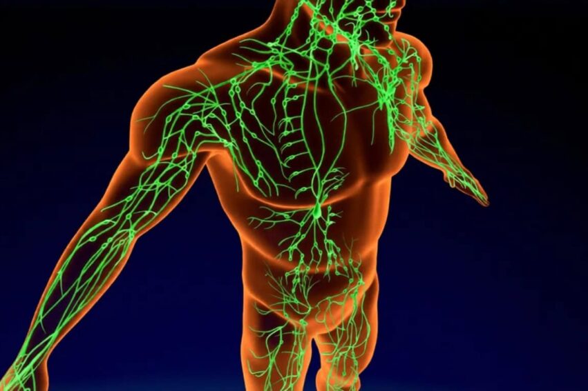 Lymphatic system with vessels and nodes